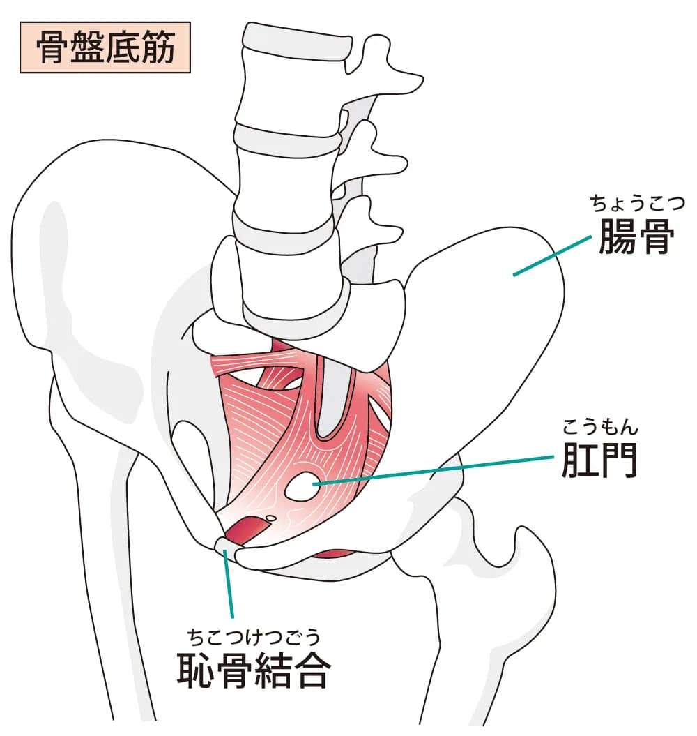 "骨盤と骨盤底筋の構造を示すイラスト、一般的な骨盤矯正と産後の骨盤矯正の違いを表現"