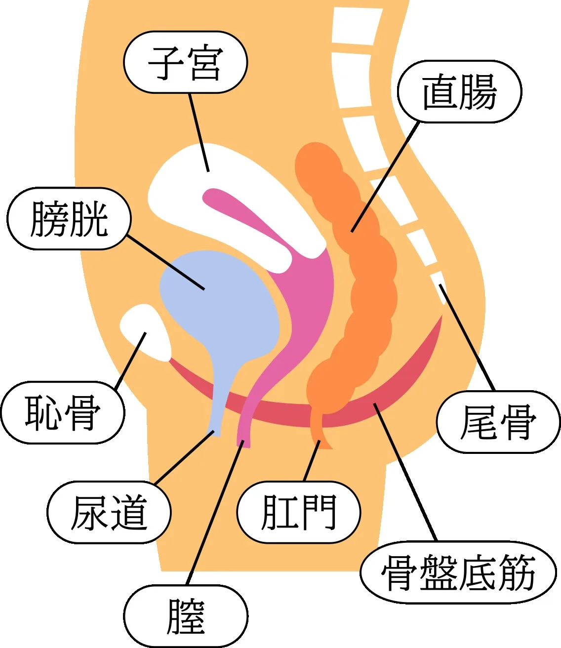 骨盤底筋の位置を示すイラスト