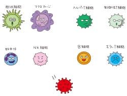 免疫細胞イラスト