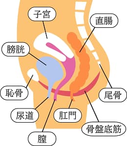 骨盤底筋の位置を示すイラスト