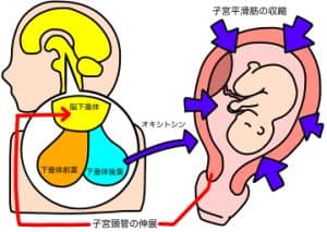 ホルモンと、子宮平滑筋の図解が組み合わされたデザイン