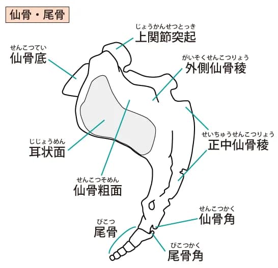 仙骨と尾骶骨の解剖学的イラスト