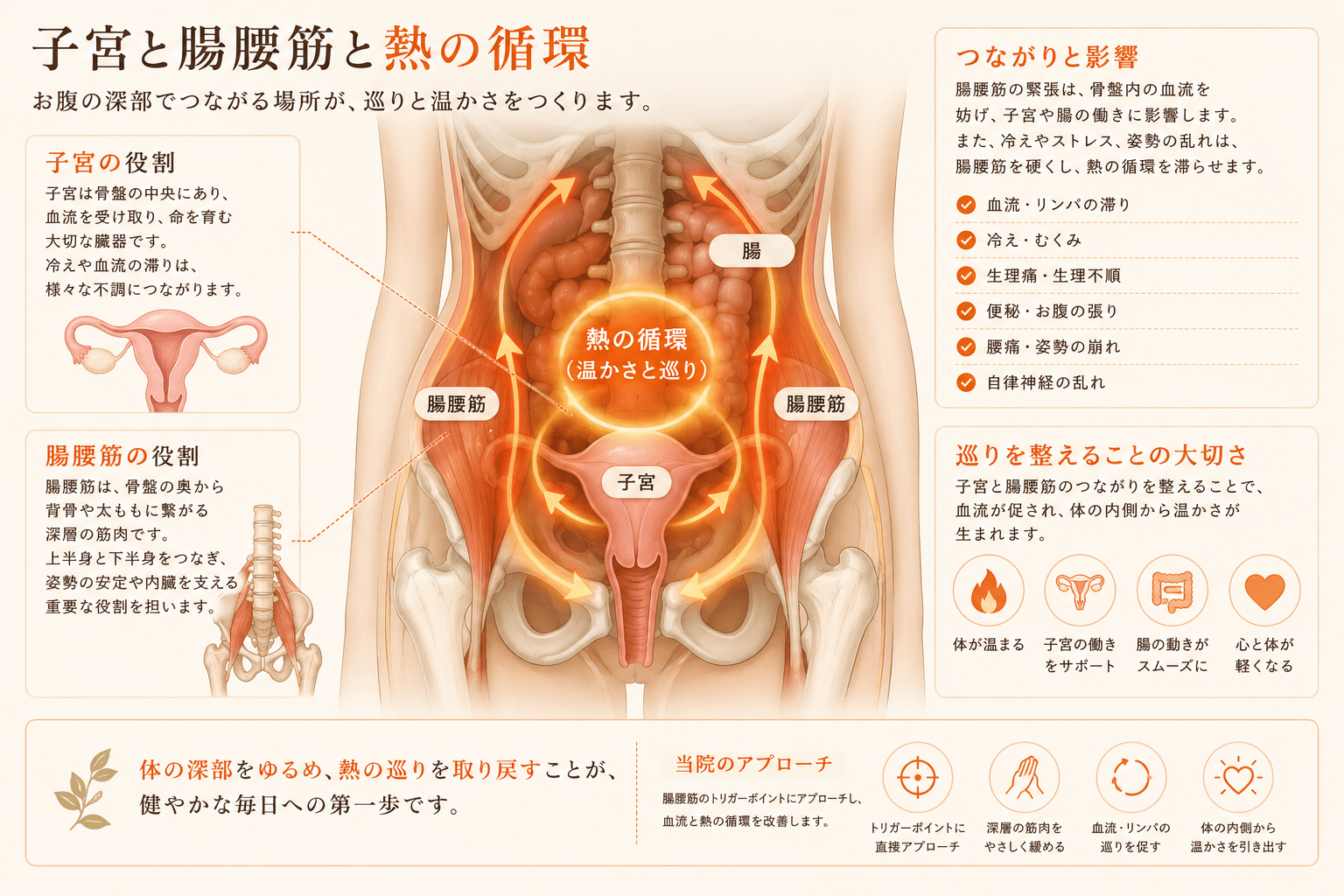 子宮と腸腰筋と熱の循環の解剖図。腸腰筋が子宮の真裏を通り、骨盤内の血流と温かさをつくる位置関係を示す